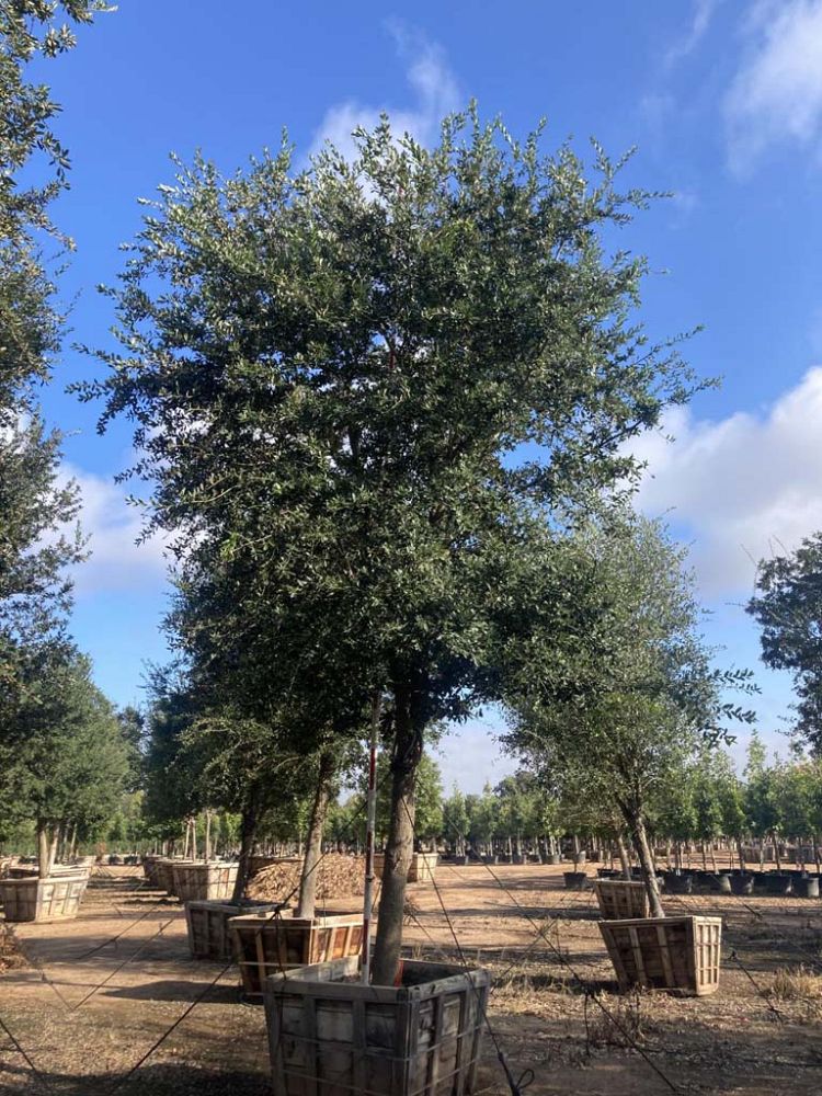 quercus-virginiana-live-oak-southern-oak-tree