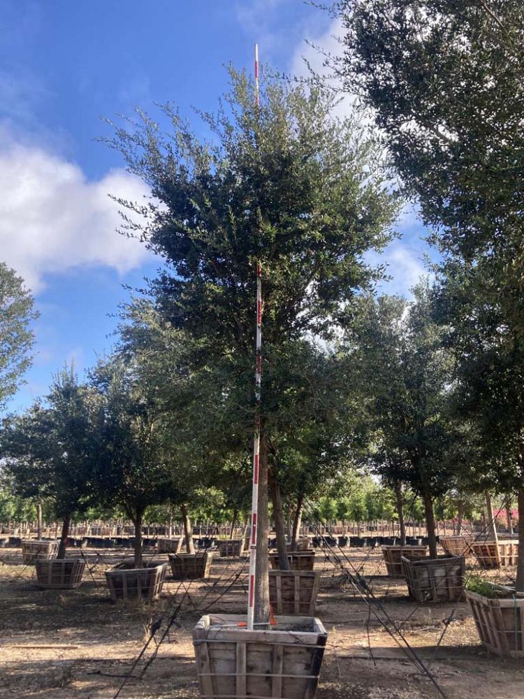 quercus-virginiana-live-oak-southern-oak-tree