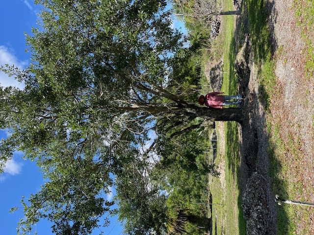 quercus-virginiana-live-oak-southern-oak-tree
