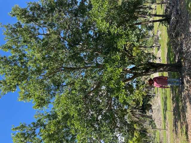 quercus-virginiana-live-oak-southern-oak-tree