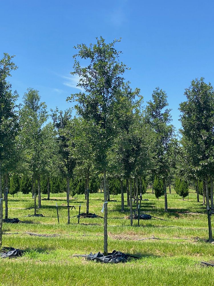 quercus-virginiana-live-oak-southern-oak-tree