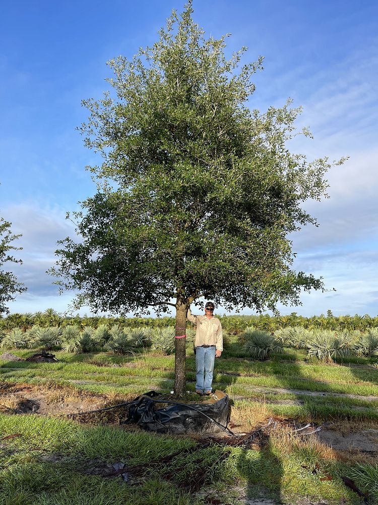quercus-virginiana-live-oak-southern-oak-tree