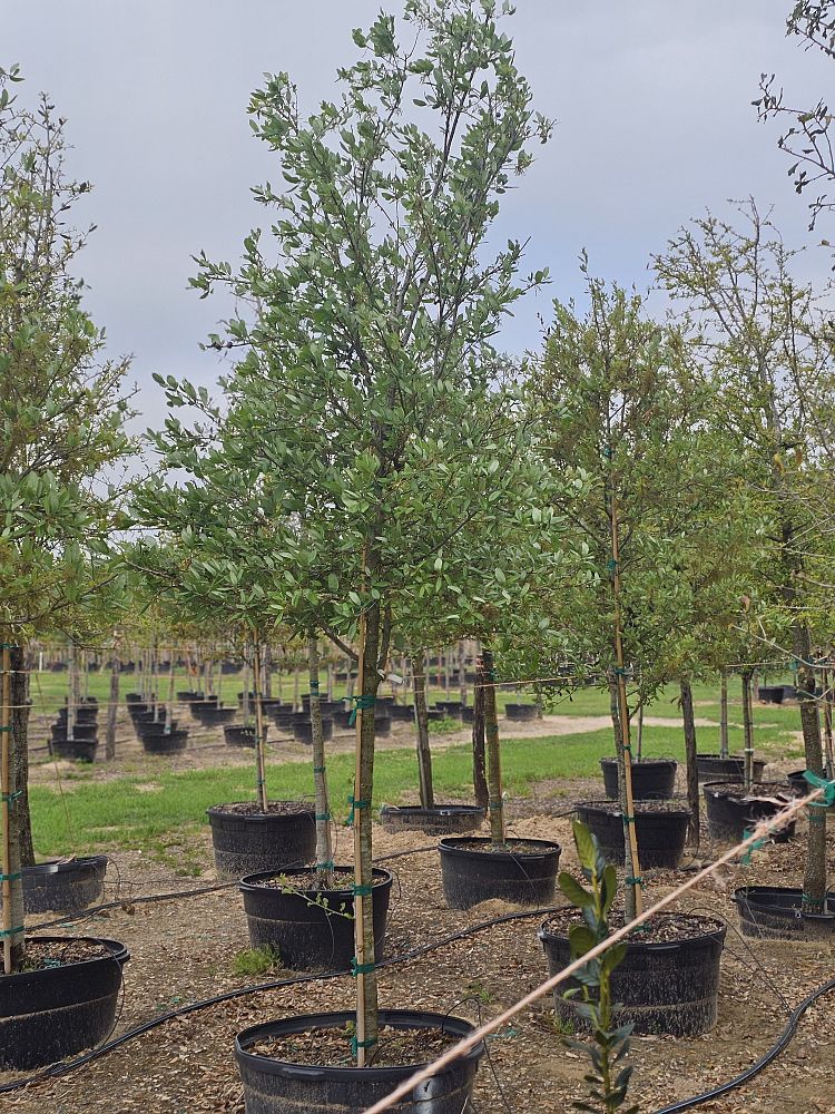 quercus-virginiana-live-oak-southern-oak-tree