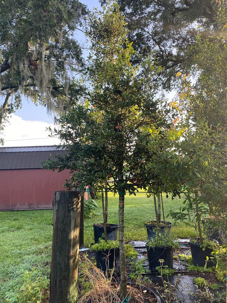quercus-virginiana-live-oak-southern-oak-tree