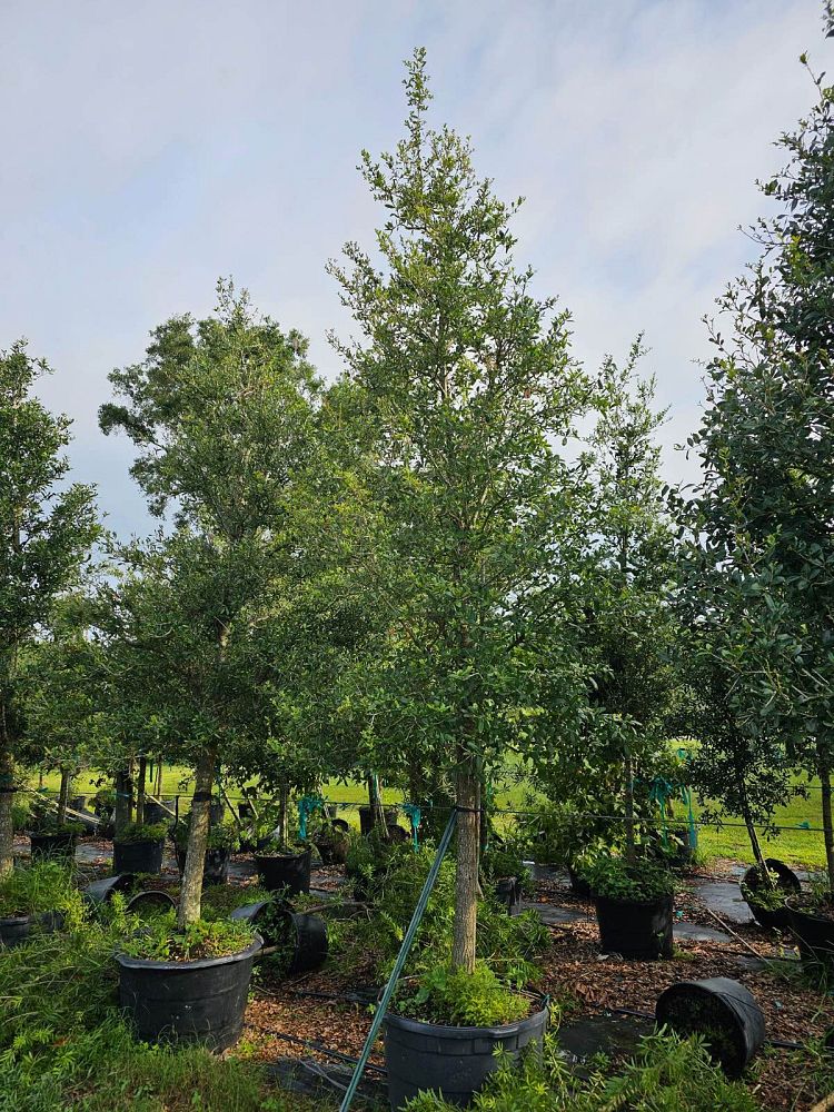 quercus-virginiana-live-oak-southern-oak-tree