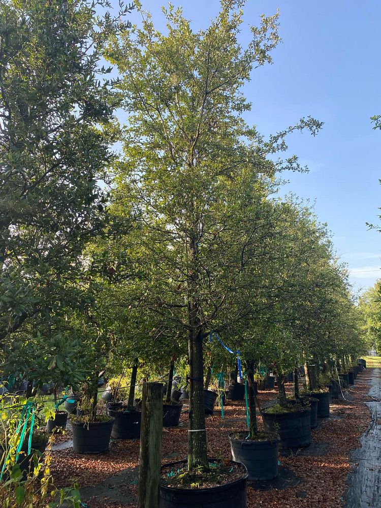 quercus-virginiana-live-oak-southern-oak-tree