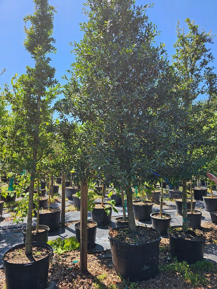 quercus-virginiana-live-oak-southern-oak-tree