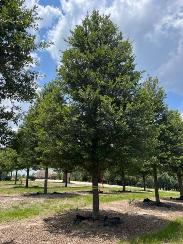 quercus-virginiana-live-oak-southern-oak-tree
