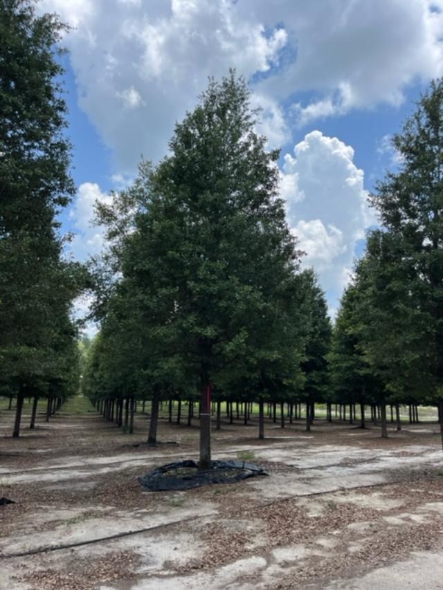 quercus-virginiana-live-oak-southern-oak-tree
