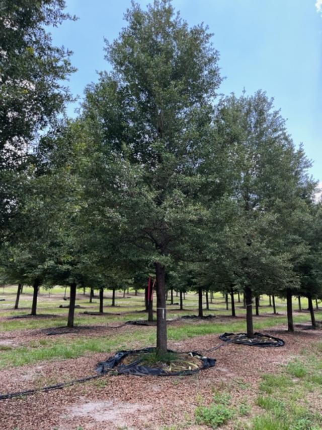 quercus-virginiana-live-oak-southern-oak-tree