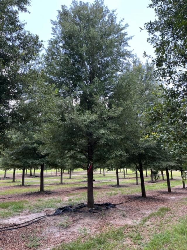 quercus-virginiana-live-oak-southern-oak-tree