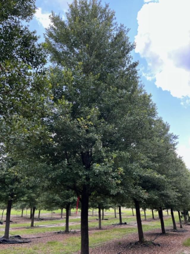 quercus-virginiana-live-oak-southern-oak-tree