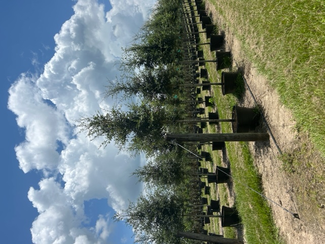 quercus-virginiana-live-oak-southern-oak-tree