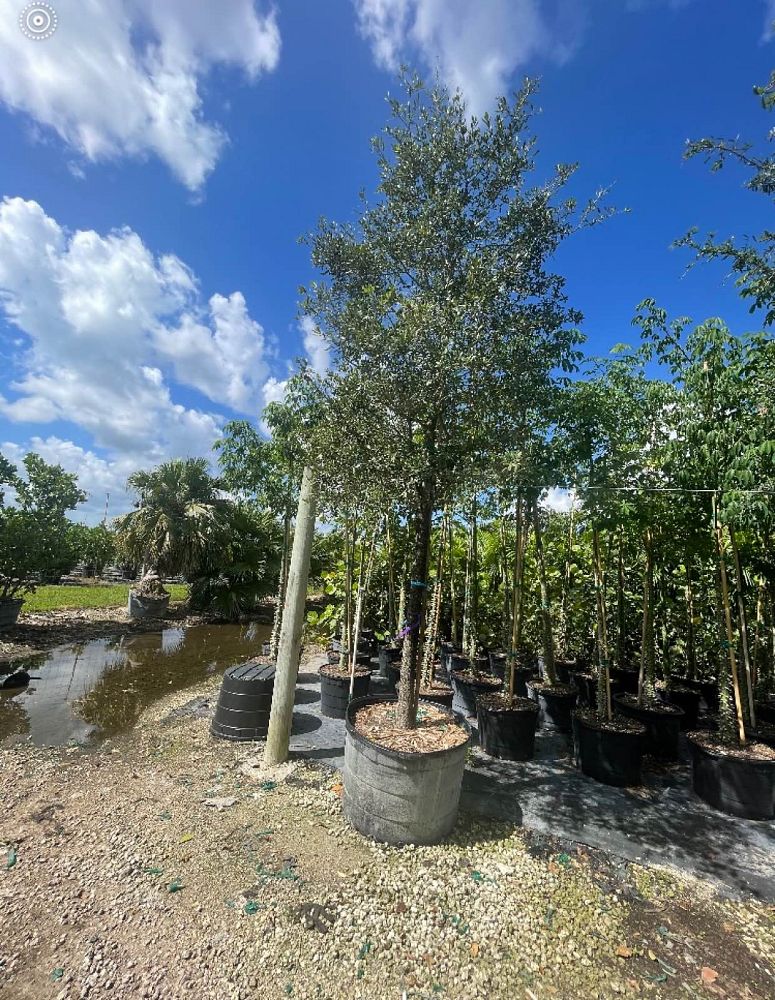 quercus-virginiana-live-oak-southern-oak-tree