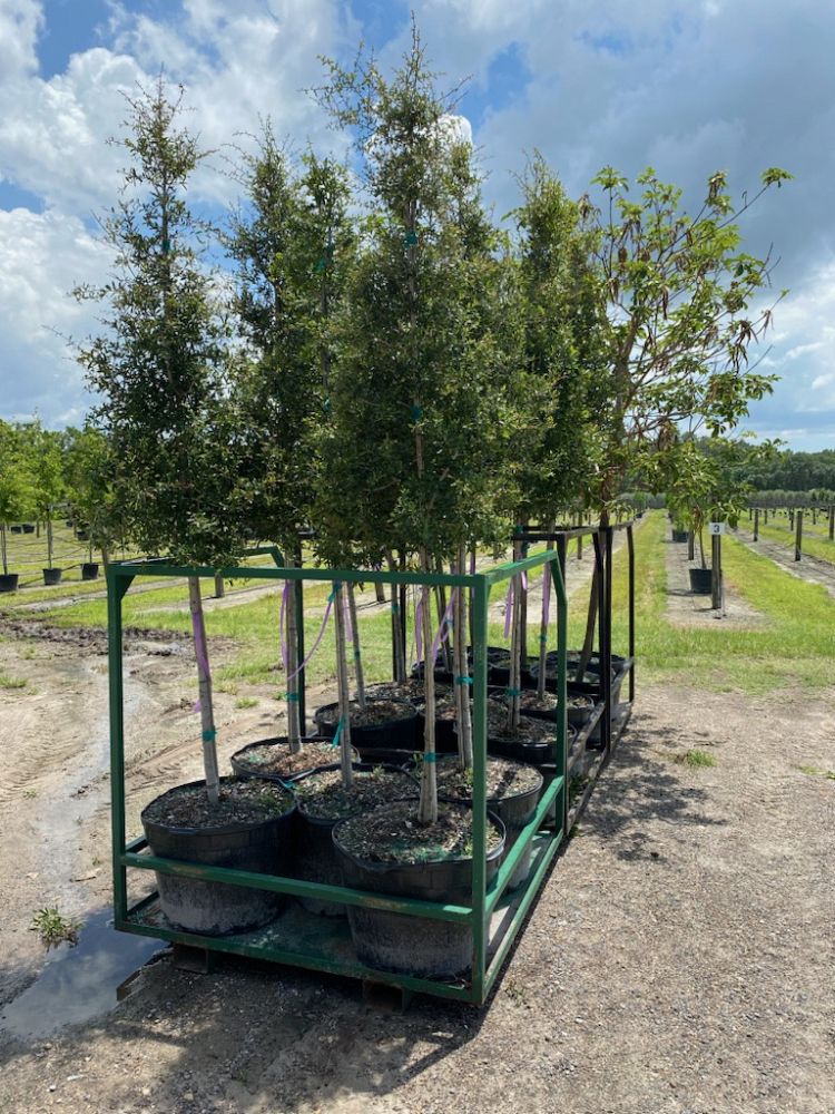 quercus-virginiana-live-oak-southern-oak-tree