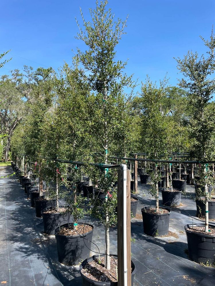 quercus-virginiana-live-oak-southern-oak-tree