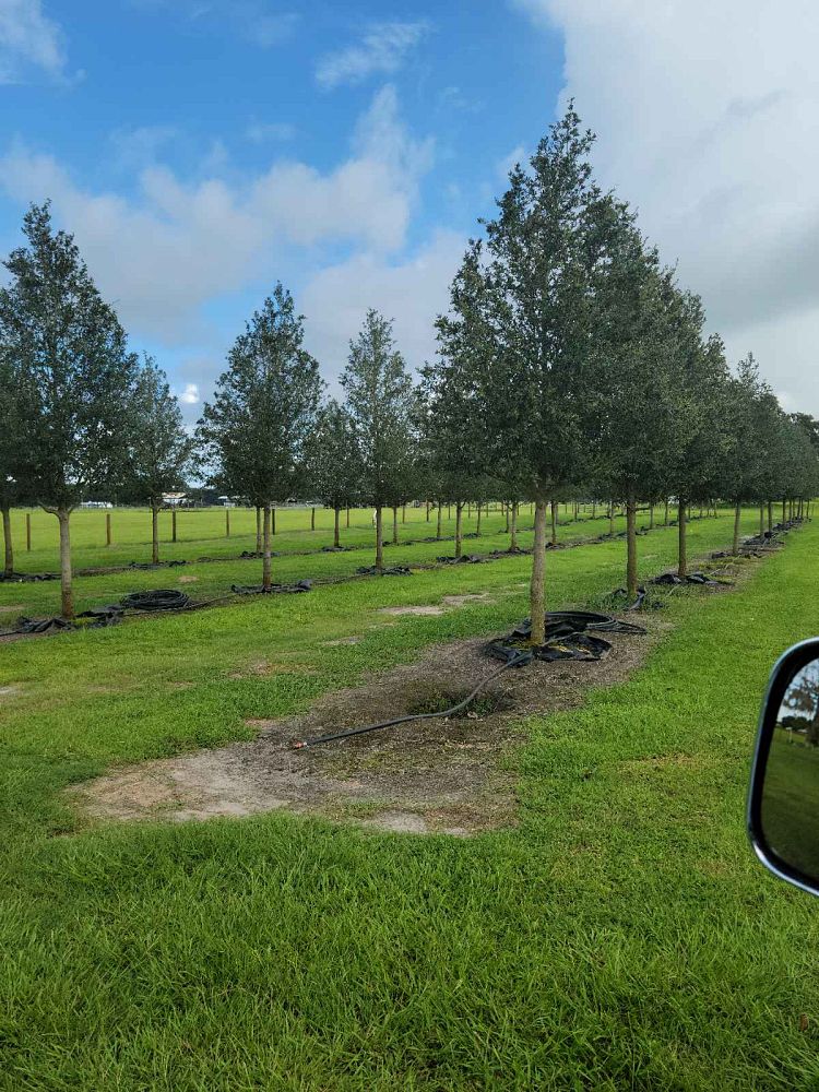 quercus-virginiana-live-oak-southern-oak-tree