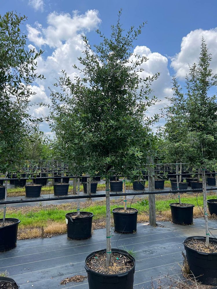 quercus-virginiana-live-oak-southern-oak-tree
