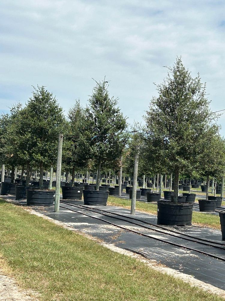 quercus-virginiana-live-oak-southern-oak-tree