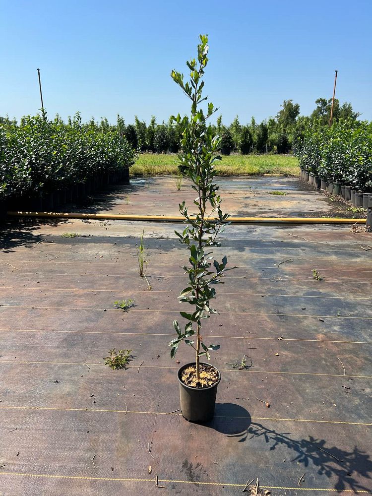 quercus-virginiana-live-oak-southern-oak-tree
