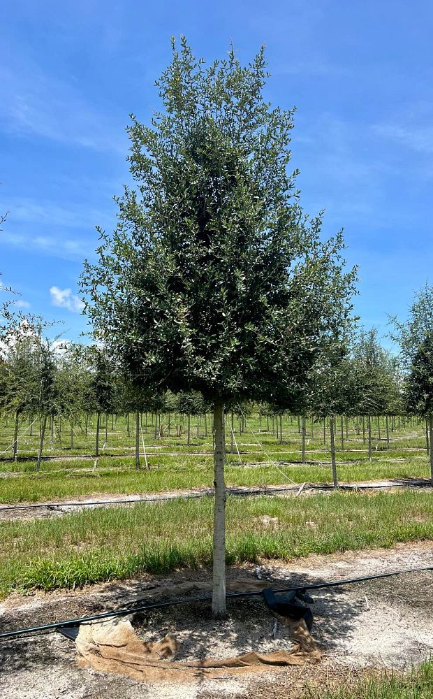 quercus-virginiana-live-oak-southern-oak-tree