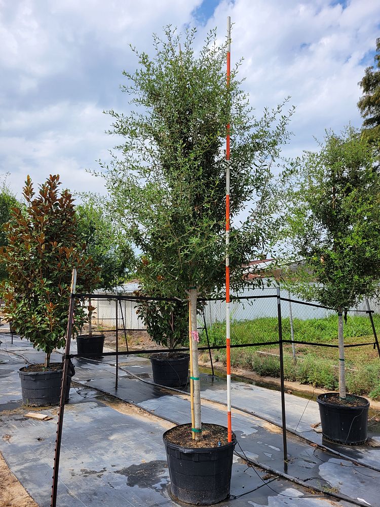 quercus-virginiana-live-oak-southern-oak-tree