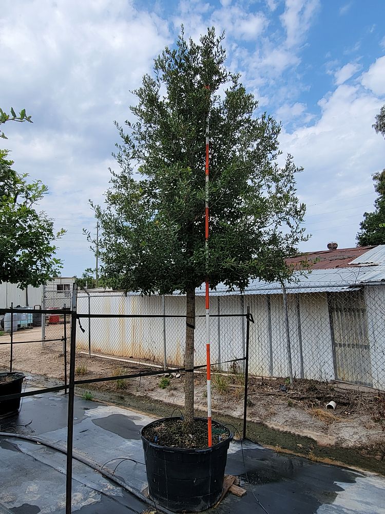 quercus-virginiana-live-oak-southern-oak-tree