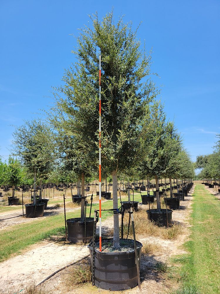 quercus-virginiana-live-oak-southern-oak-tree
