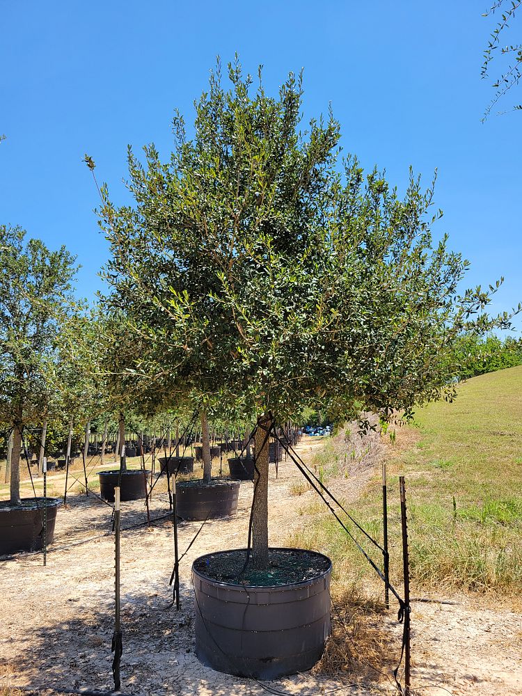 quercus-virginiana-live-oak-southern-oak-tree