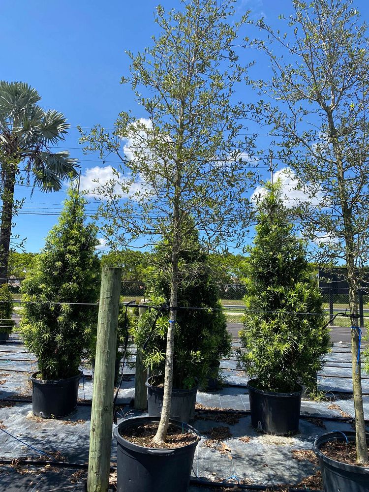 quercus-virginiana-live-oak-southern-oak-tree