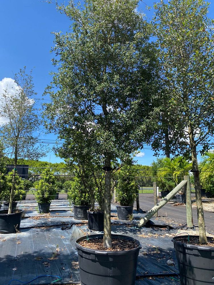 quercus-virginiana-live-oak-southern-oak-tree