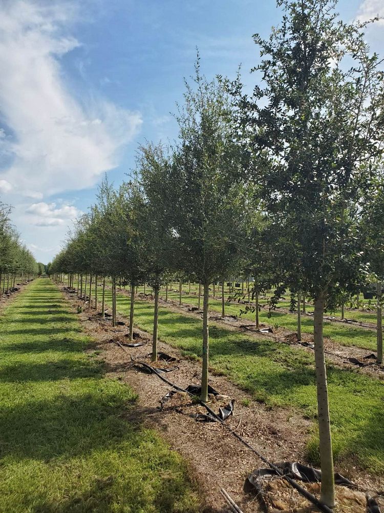 quercus-virginiana-live-oak-southern-oak-tree