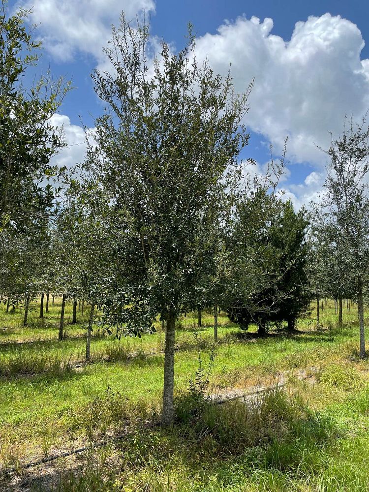 quercus-virginiana-live-oak-southern-oak-tree