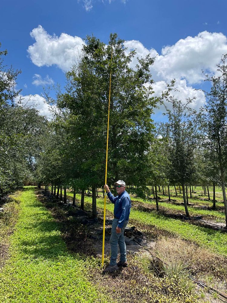 quercus-virginiana-live-oak-southern-oak-tree