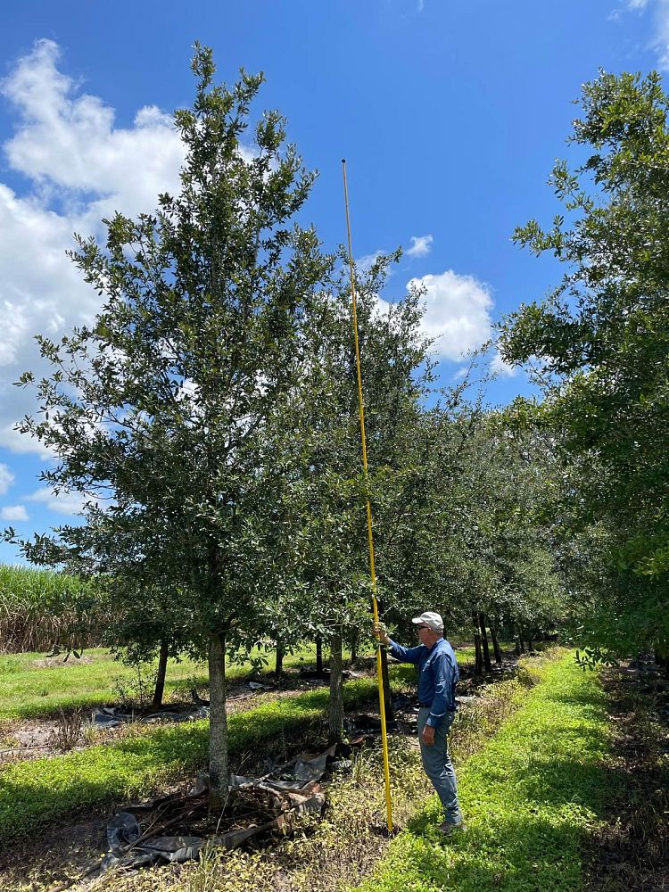 quercus-virginiana-live-oak-southern-oak-tree