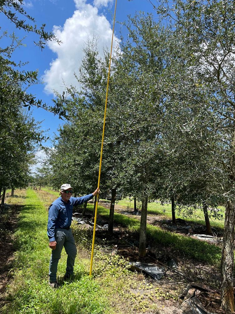 quercus-virginiana-live-oak-southern-oak-tree