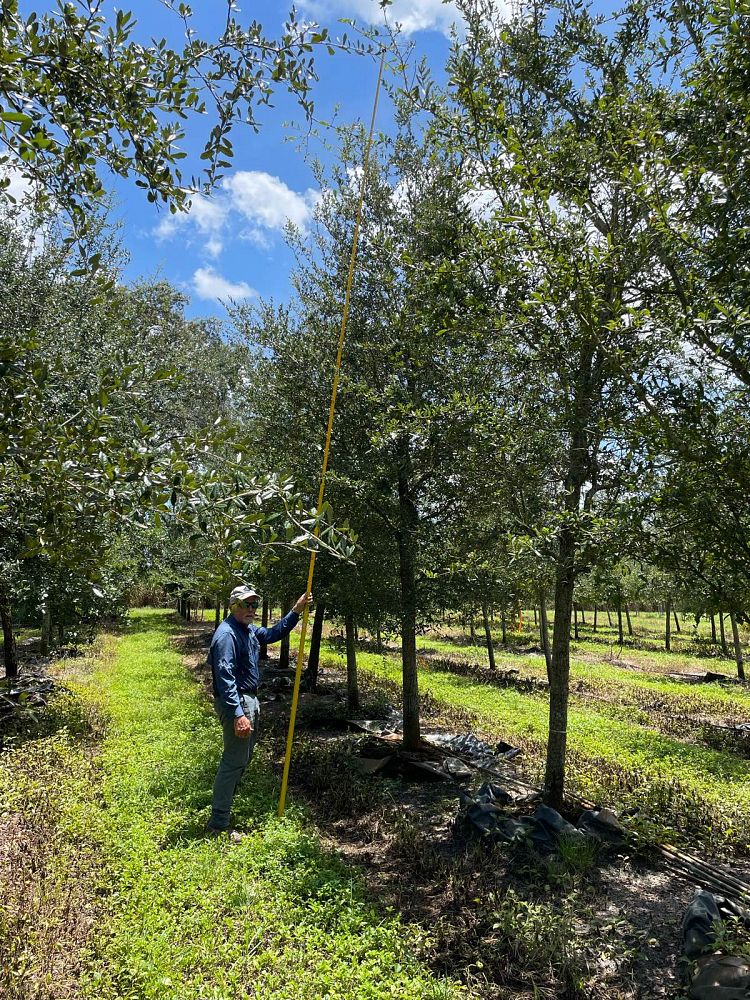 quercus-virginiana-live-oak-southern-oak-tree