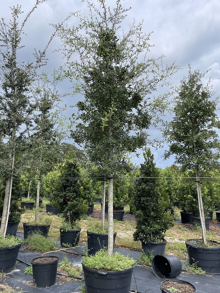 quercus-virginiana-live-oak-southern-oak-tree