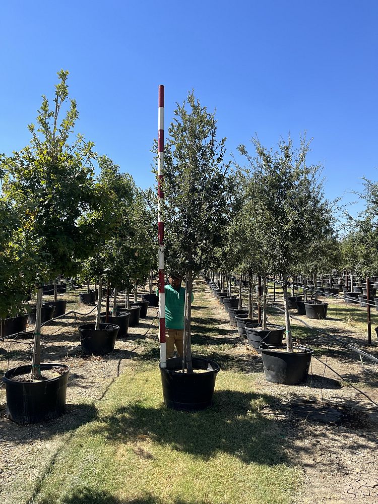 quercus-virginiana-live-oak-southern-oak-tree