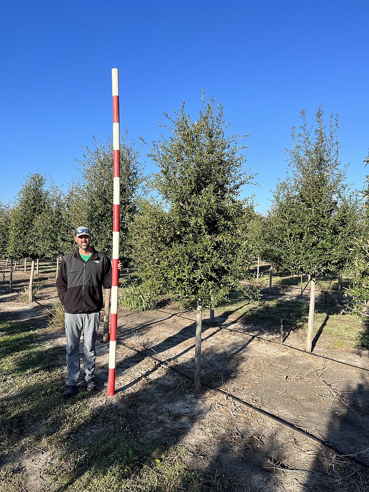 quercus-virginiana-live-oak-southern-oak-tree