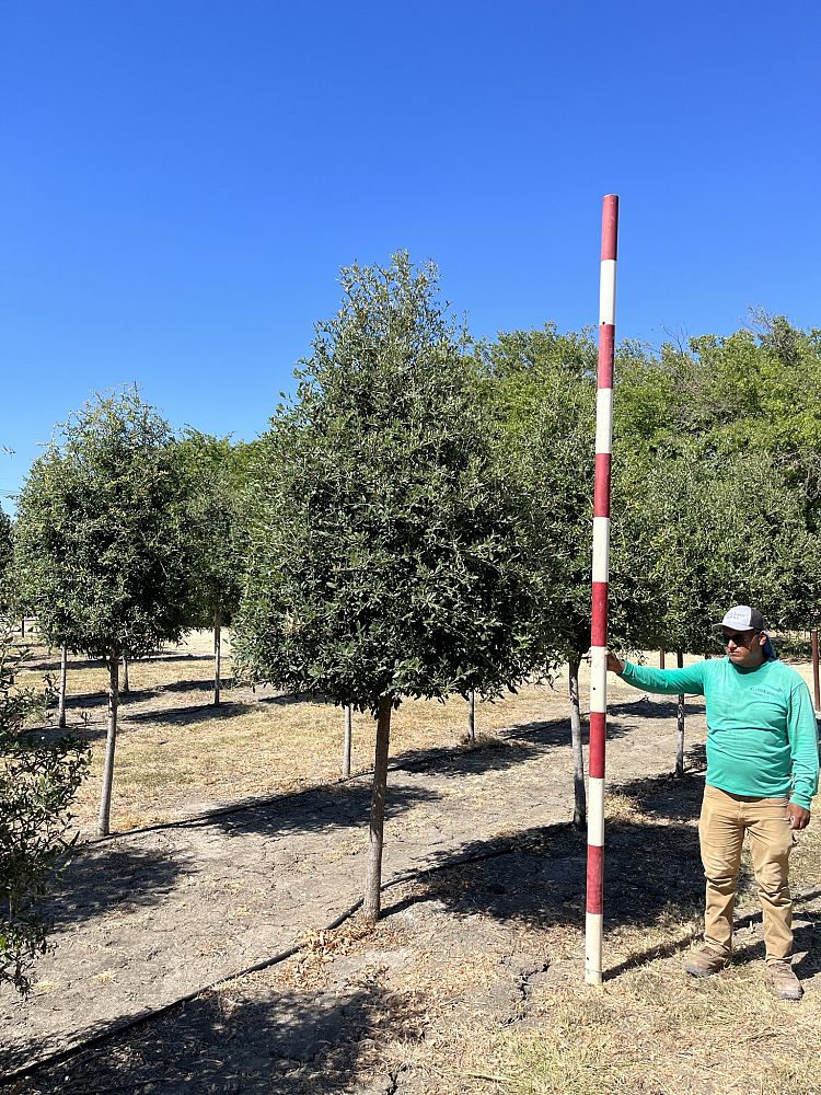 quercus-virginiana-live-oak-southern-oak-tree