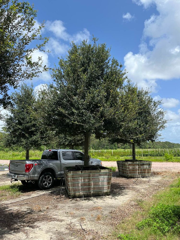 quercus-virginiana-live-oak-southern-oak-tree