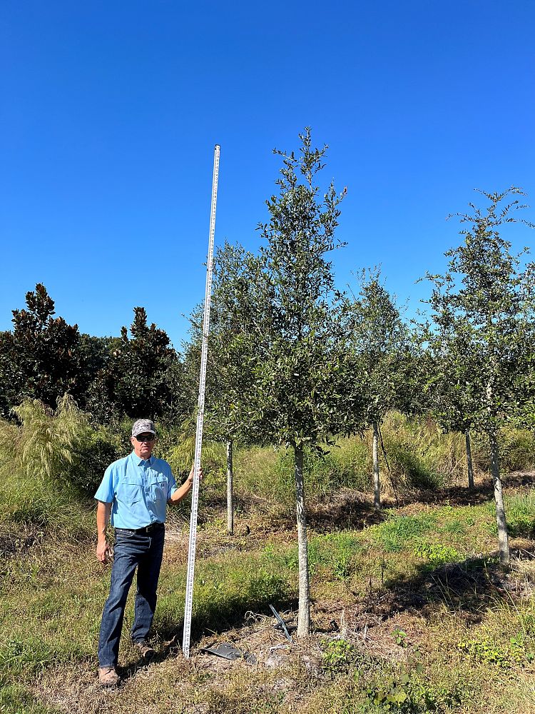 quercus-virginiana-live-oak-southern-oak-tree