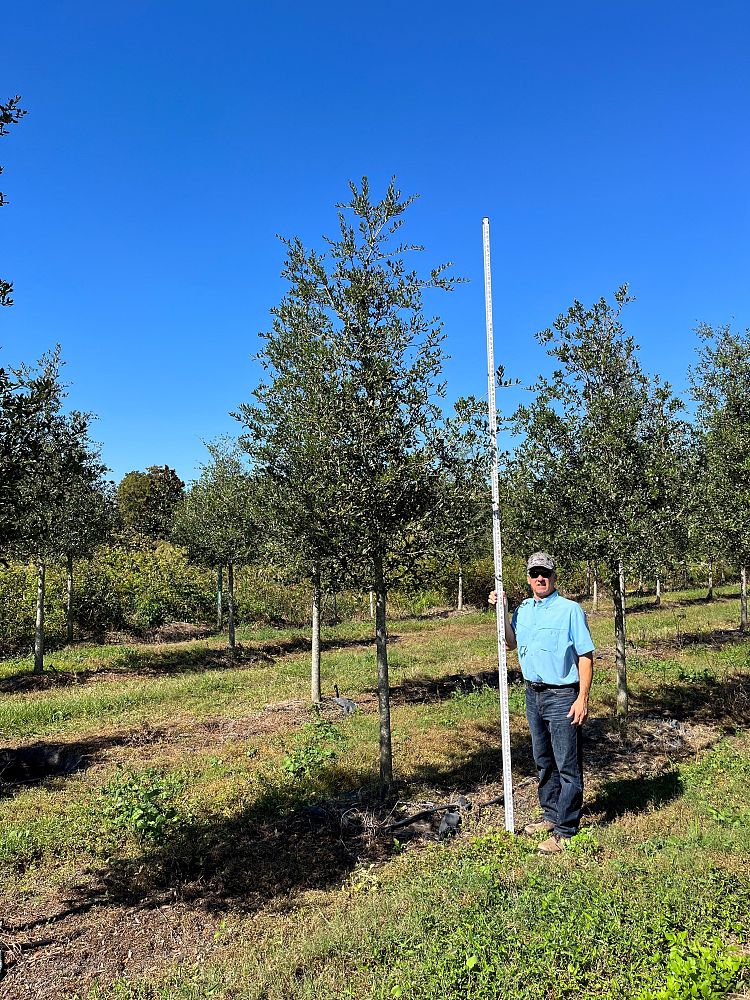 quercus-virginiana-live-oak-southern-oak-tree