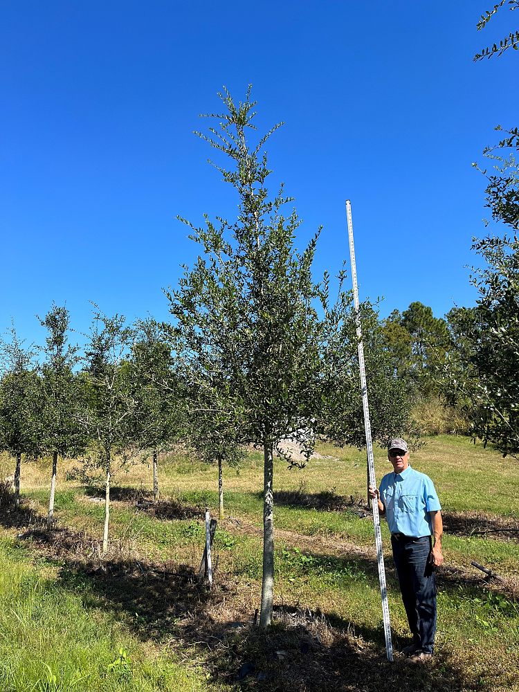 quercus-virginiana-live-oak-southern-oak-tree
