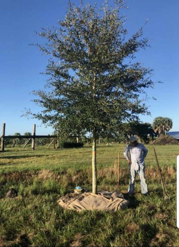 quercus-virginiana-live-oak-southern-oak-tree