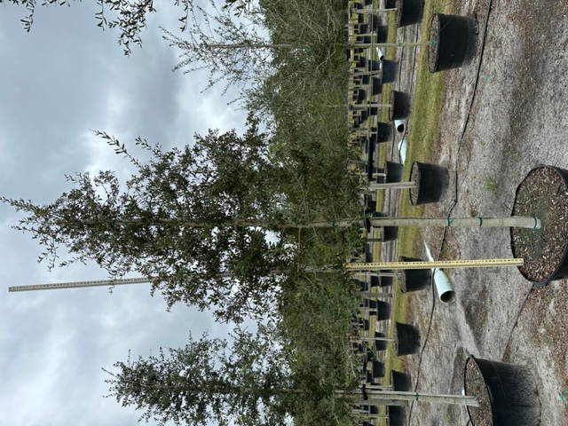 quercus-virginiana-live-oak-southern-oak-tree