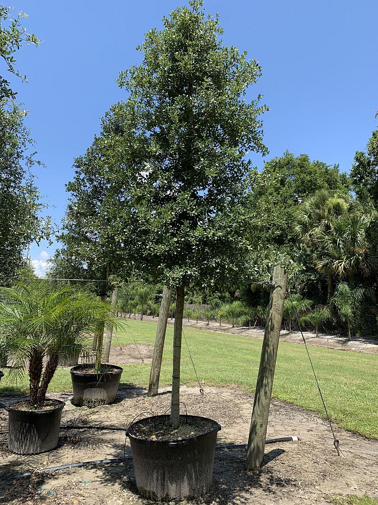 quercus-virginiana-live-oak-southern-oak-tree
