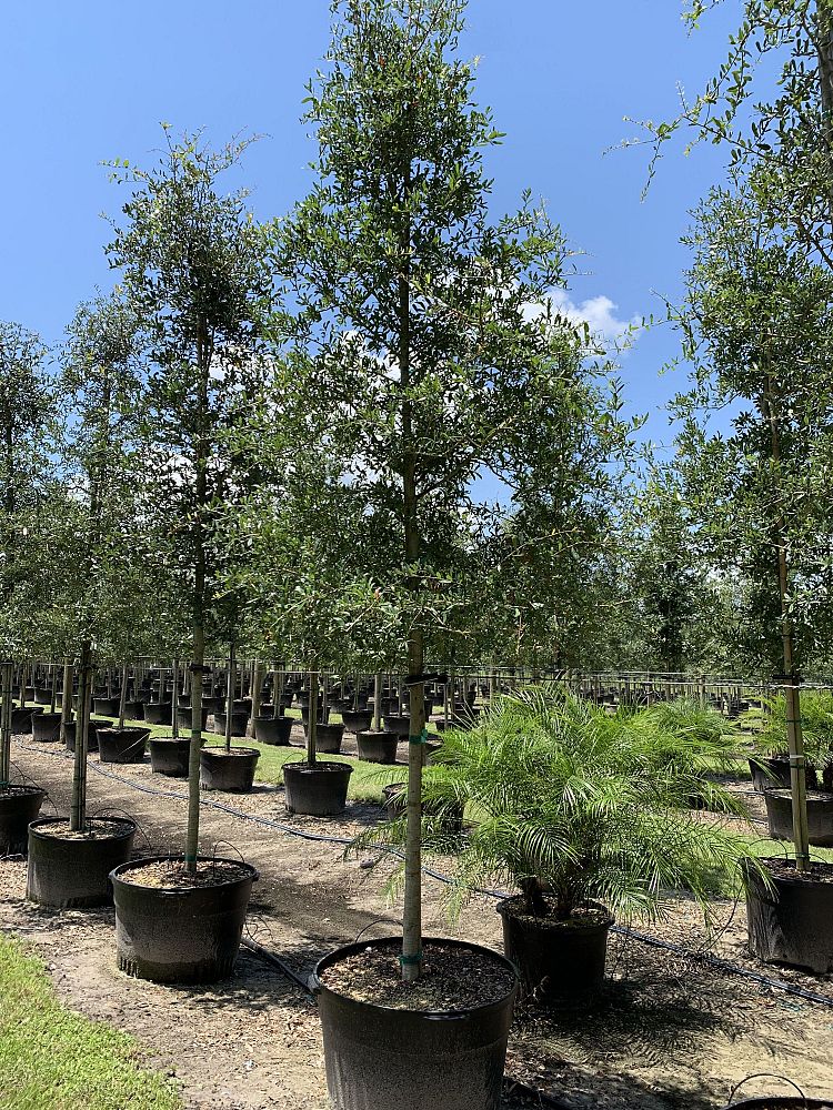 quercus-virginiana-live-oak-southern-oak-tree