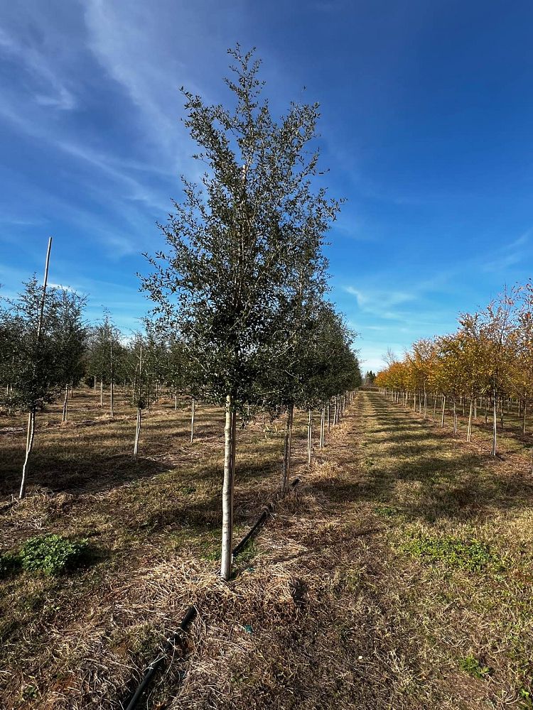 quercus-virginiana-live-oak-southern-oak-tree